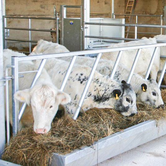 2 in 1 Cattle Feed Gate